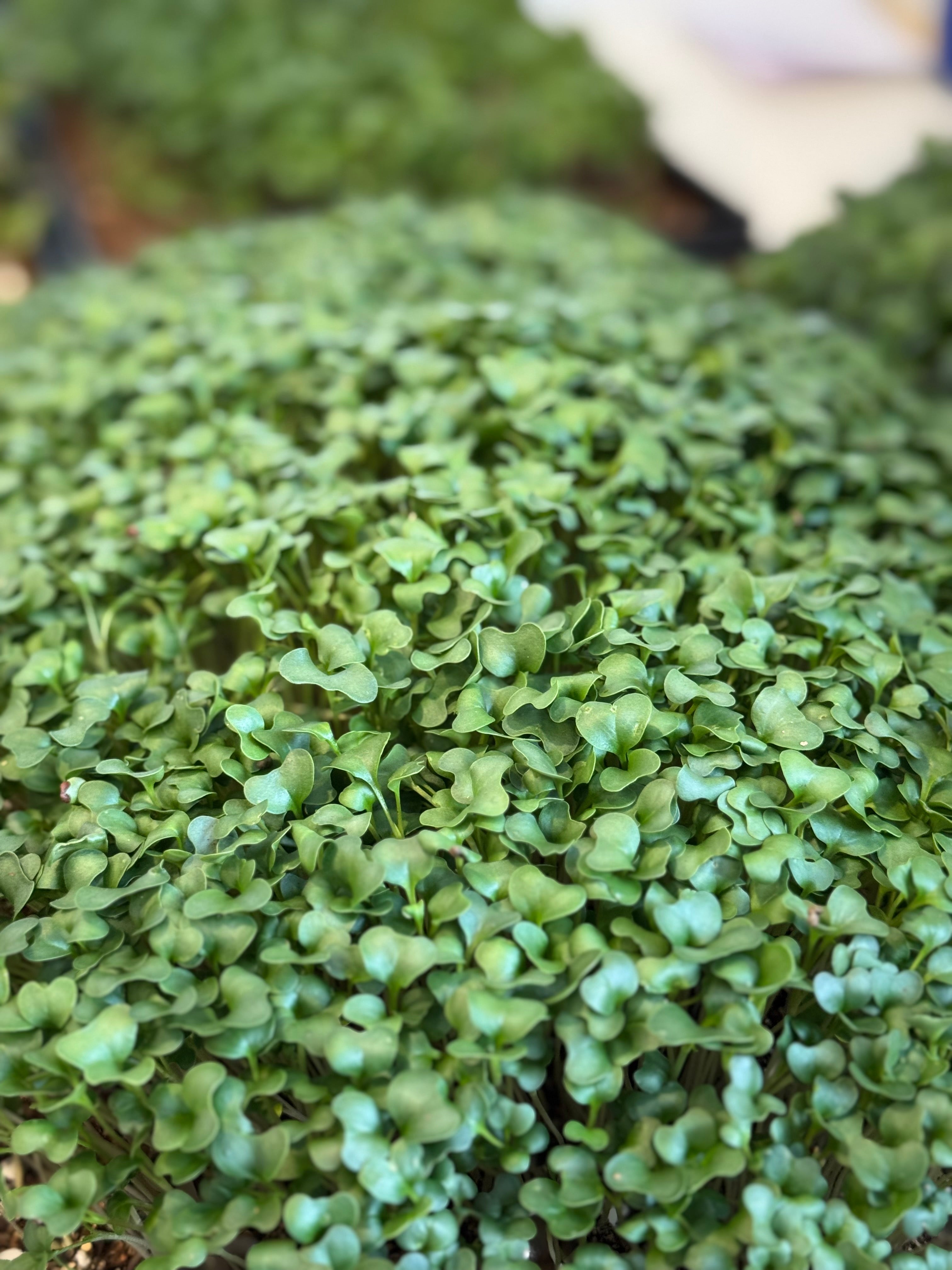 Broccoli – Roots and Shoots Microgreen Farm