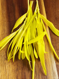 Corn Shoots