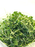 Arugula