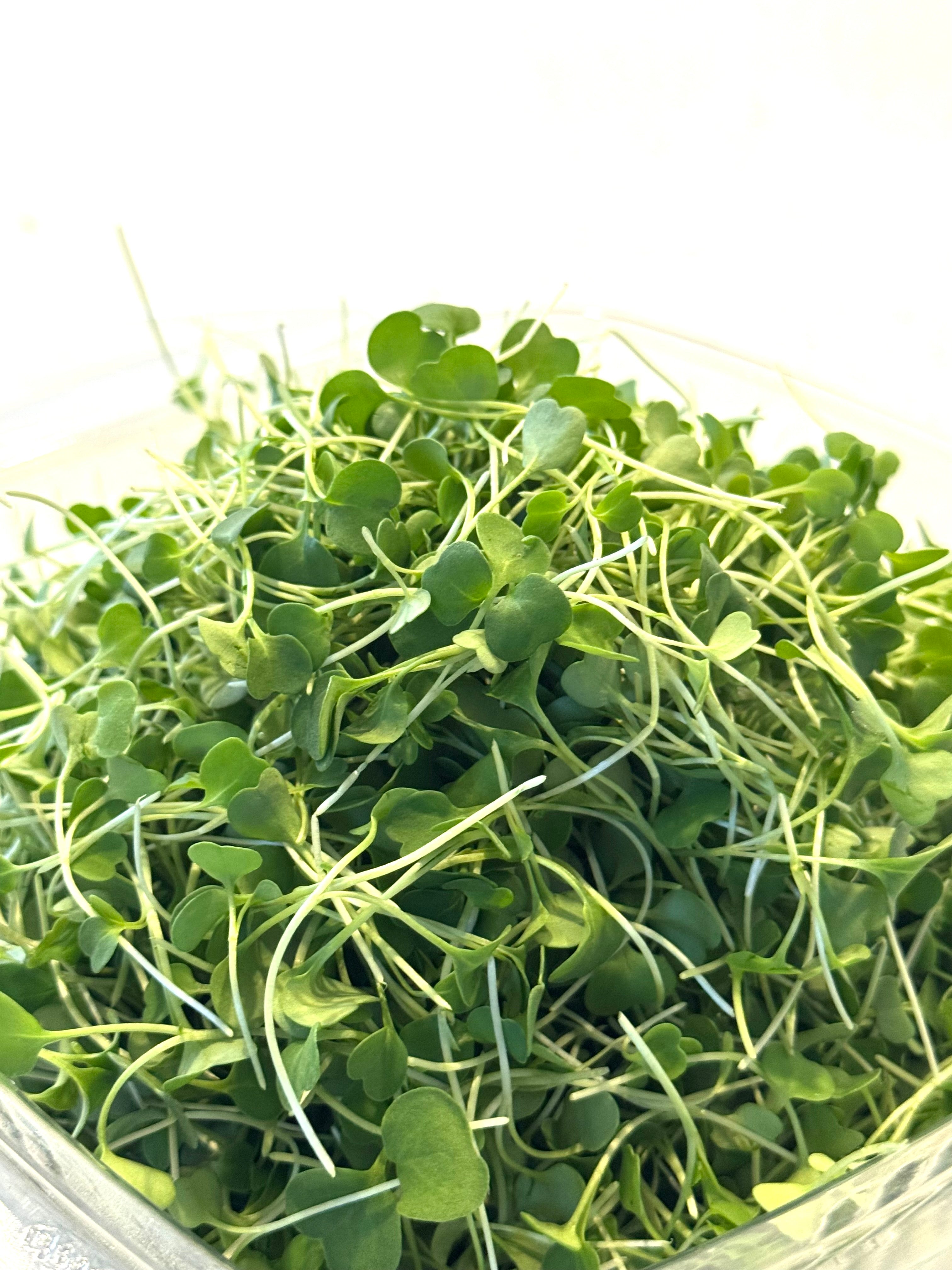 Arugula