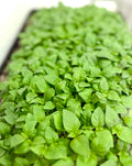 Basil, Lemon