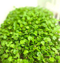 Micro Cilantro