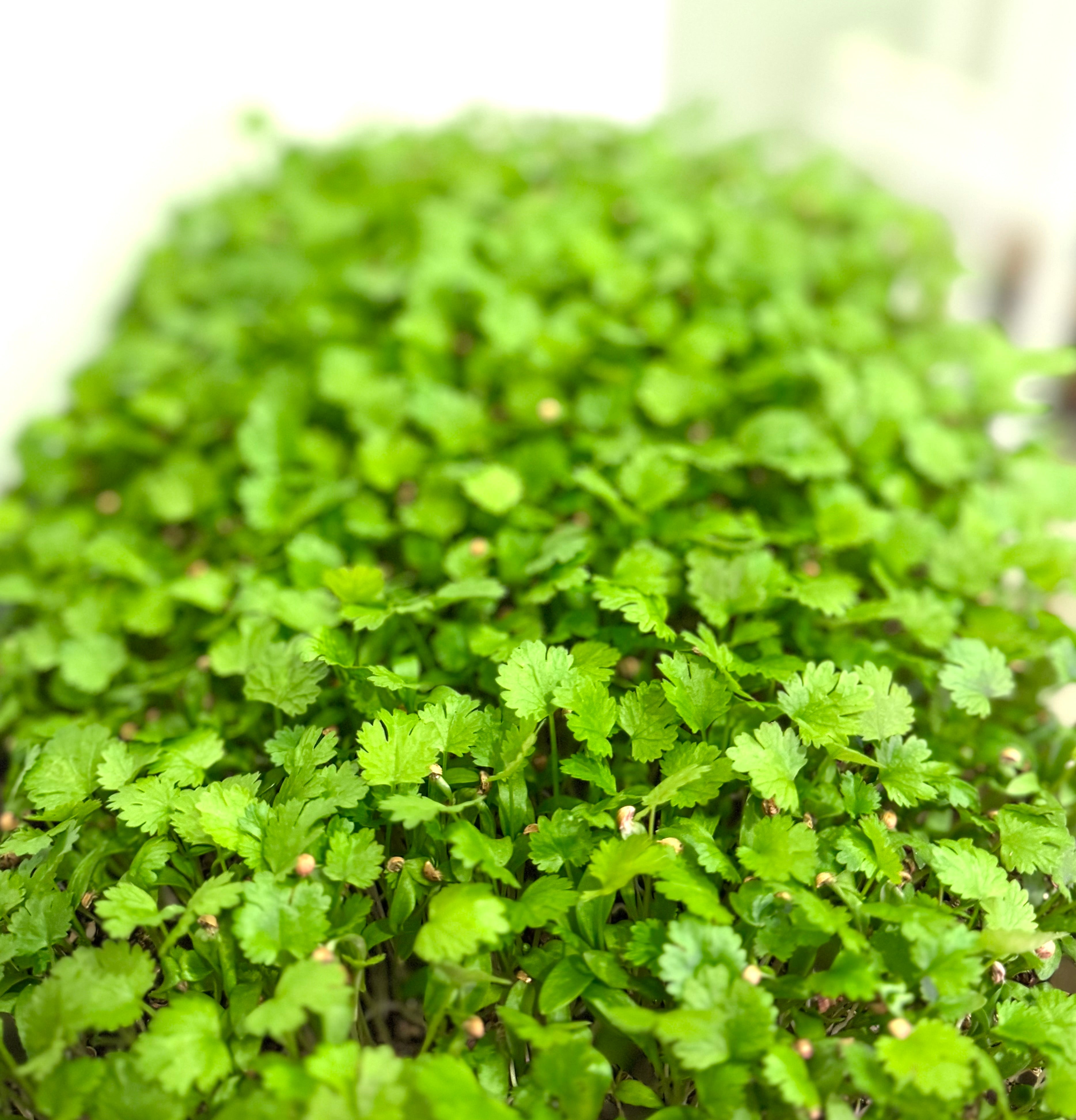 Micro Cilantro